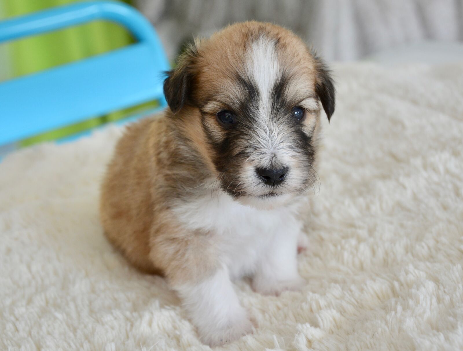 Nikon D5200 sample photo. Puppy, pup, puppies colour photography
