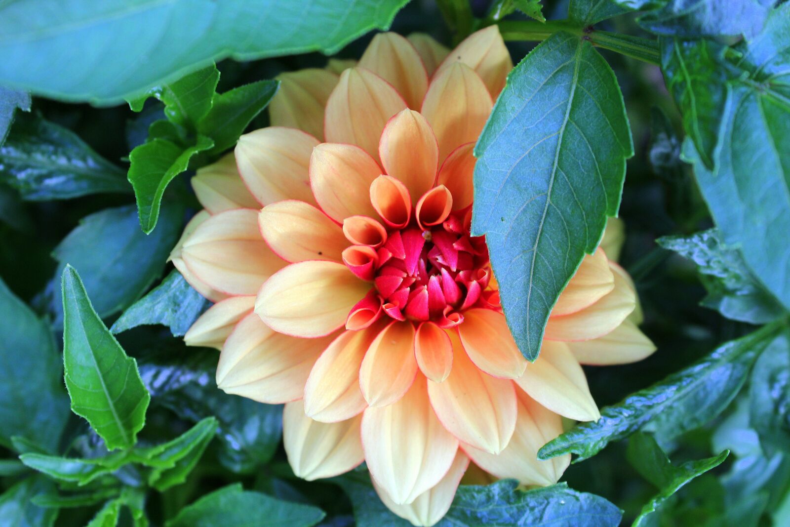 Canon EOS 1200D (EOS Rebel T5 / EOS Kiss X70 / EOS Hi) sample photo. Dalia, flower, garden photography