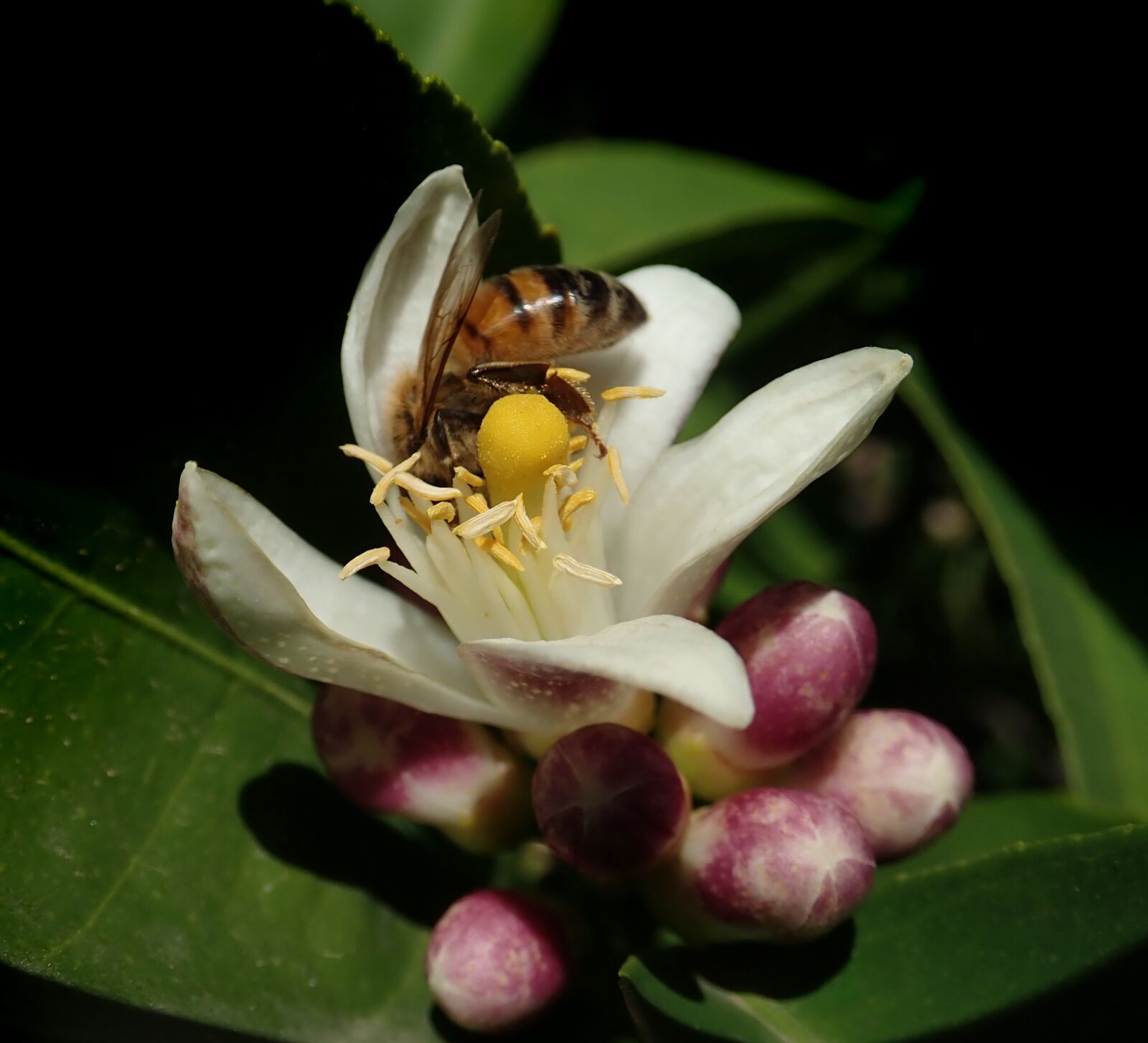Olympus TG-5 sample photo. Bee, insect, pollen photography