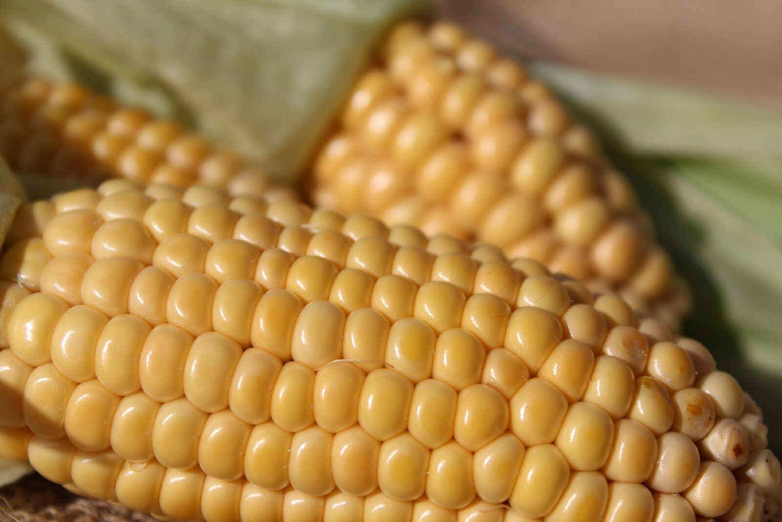 Canon EOS 1200D (EOS Rebel T5 / EOS Kiss X70 / EOS Hi) sample photo. Corn on the cob photography