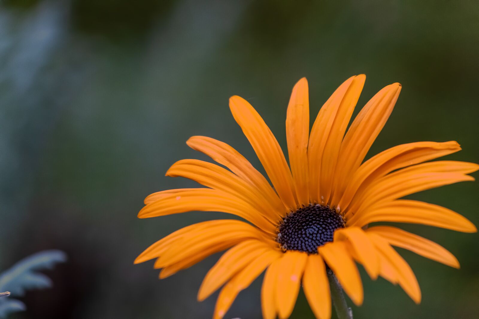 Canon EF 70-200mm F4L USM sample photo. Flower, colour, petals photography
