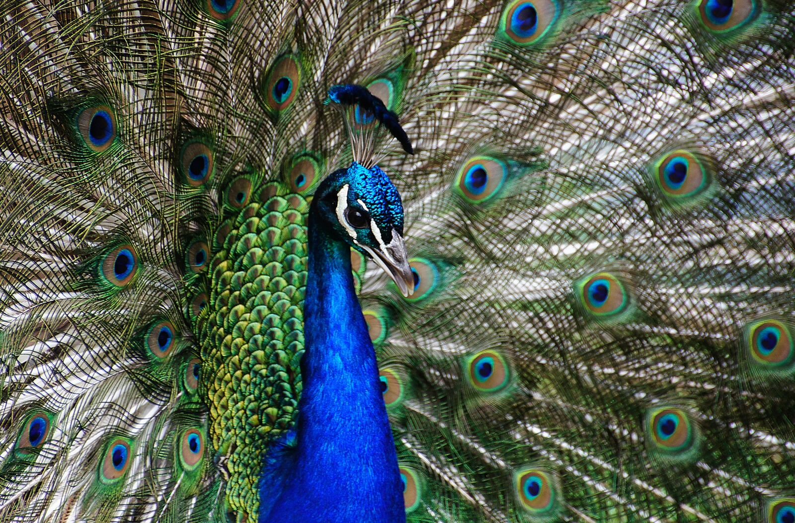 DT 18-270mm F3.5-6.3 sample photo. Peacock, close up, plumage photography