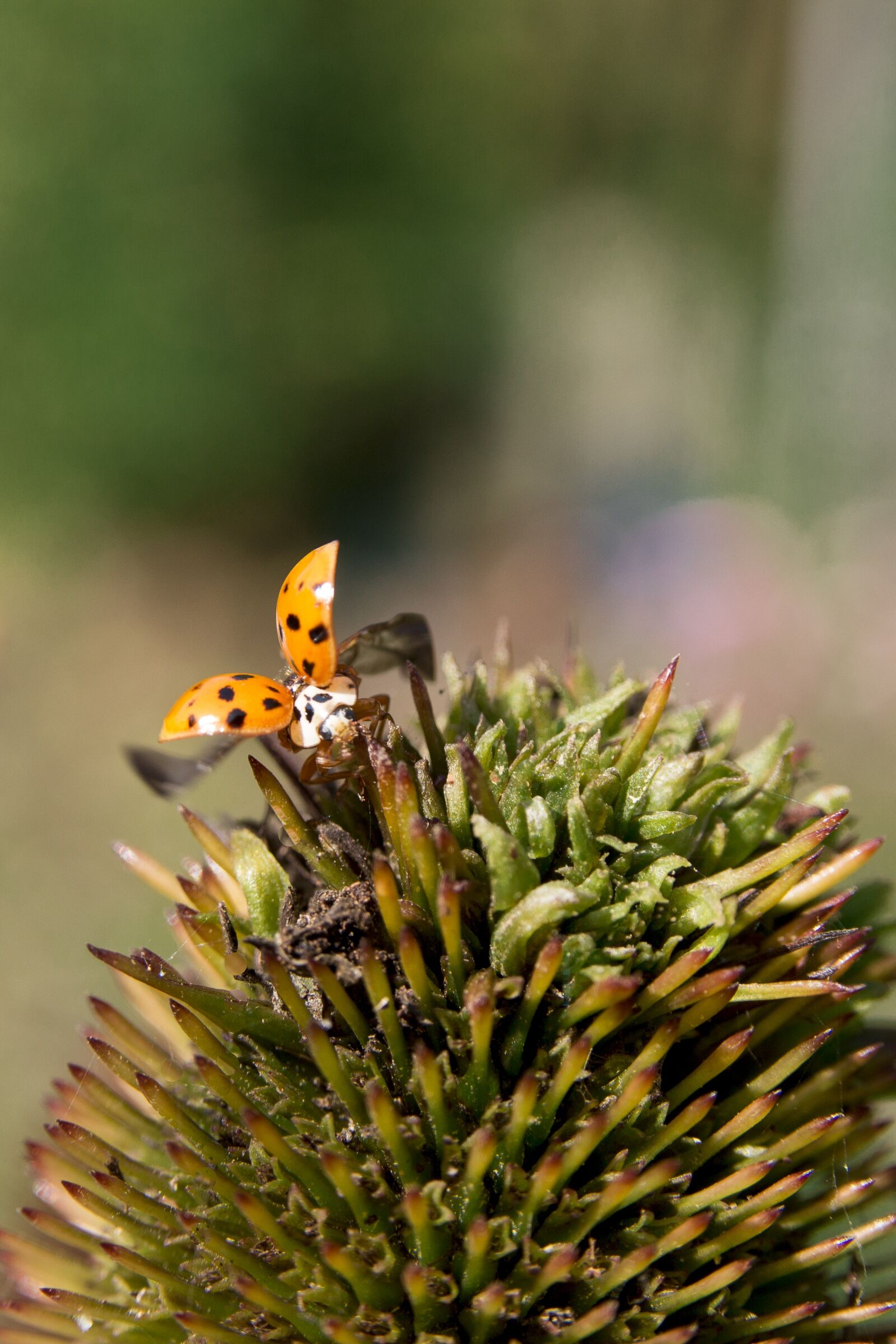 Canon EOS 700D (EOS Rebel T5i / EOS Kiss X7i) sample photo. Ladybug, flower, nature photography