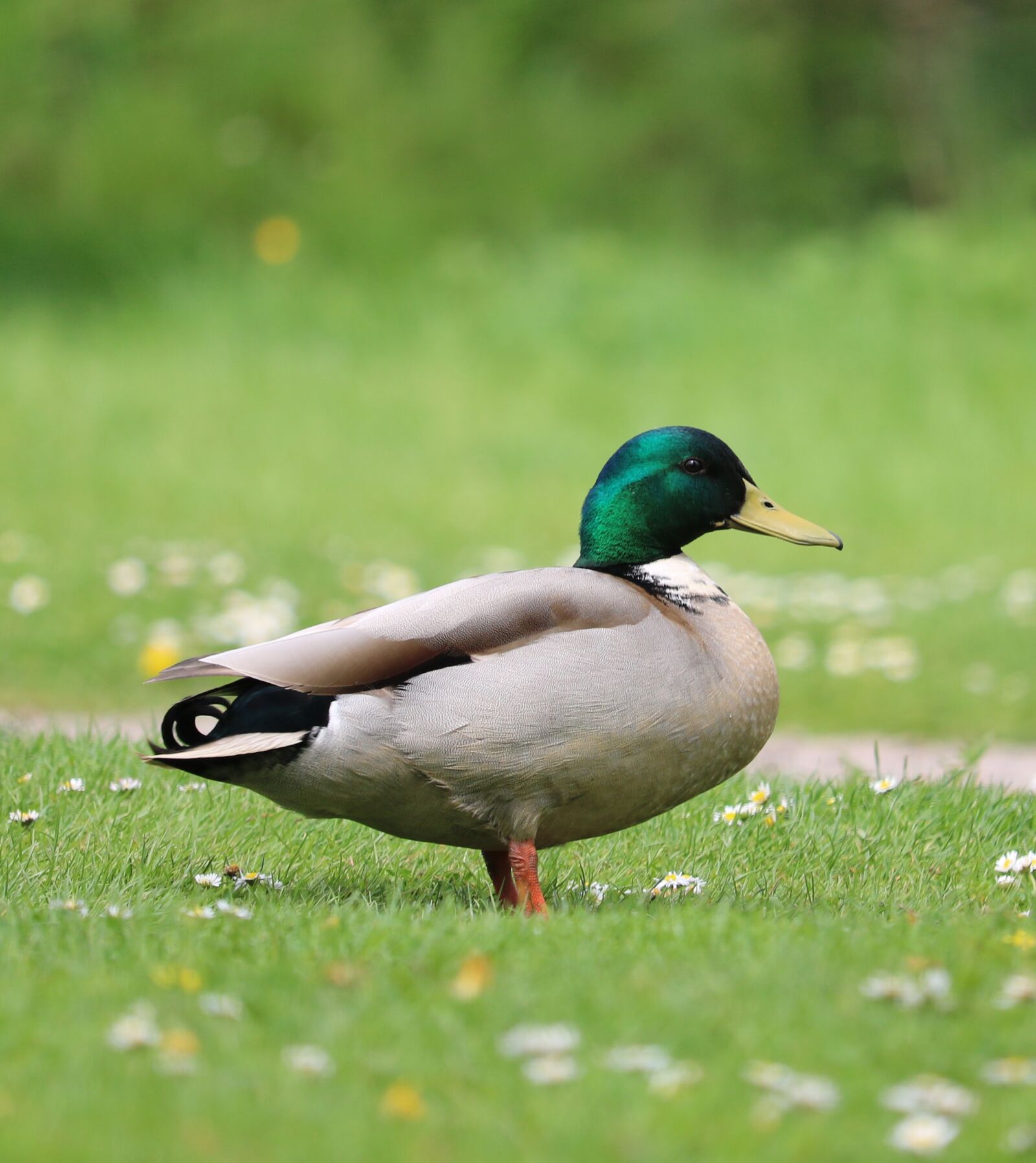 Canon EOS 750D (EOS Rebel T6i / EOS Kiss X8i) sample photo. Duck, mallard, grass photography
