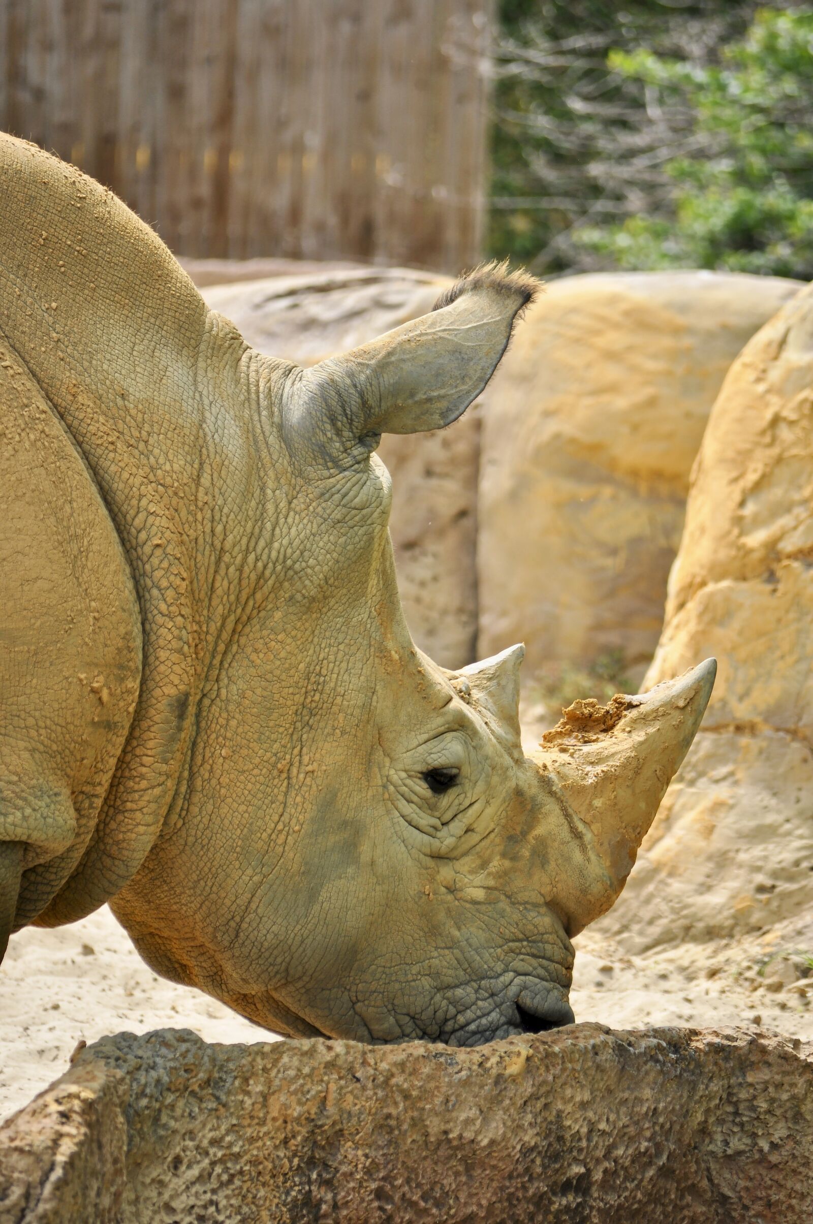Nikon D5000 sample photo. White rhino, rhino, animal photography