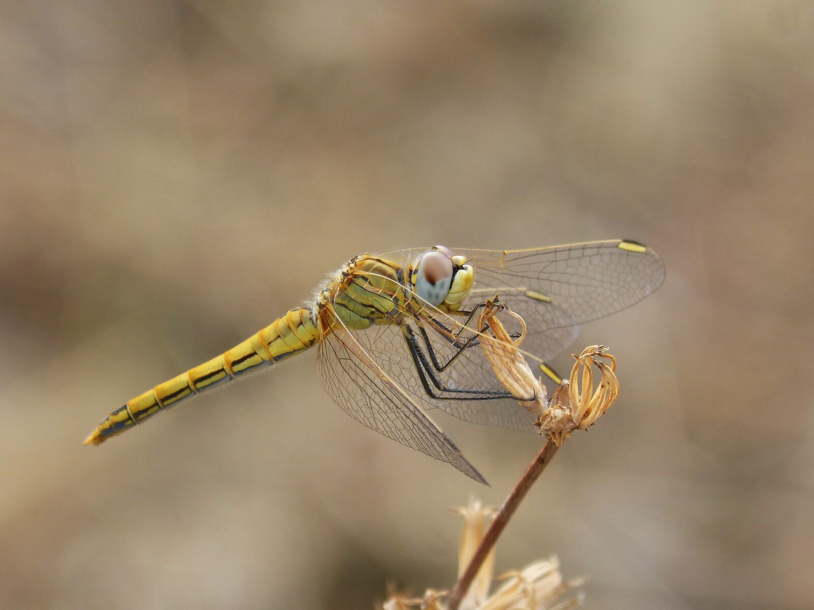 Panasonic DMC-FZ62 sample photo. Dragonfly, yellow dragonfly, detail photography