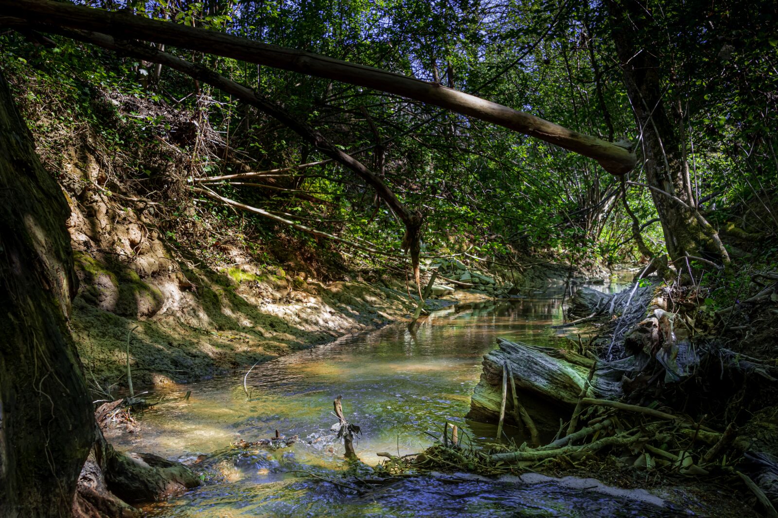 Nikon D7500 sample photo. River, forest, nature photography
