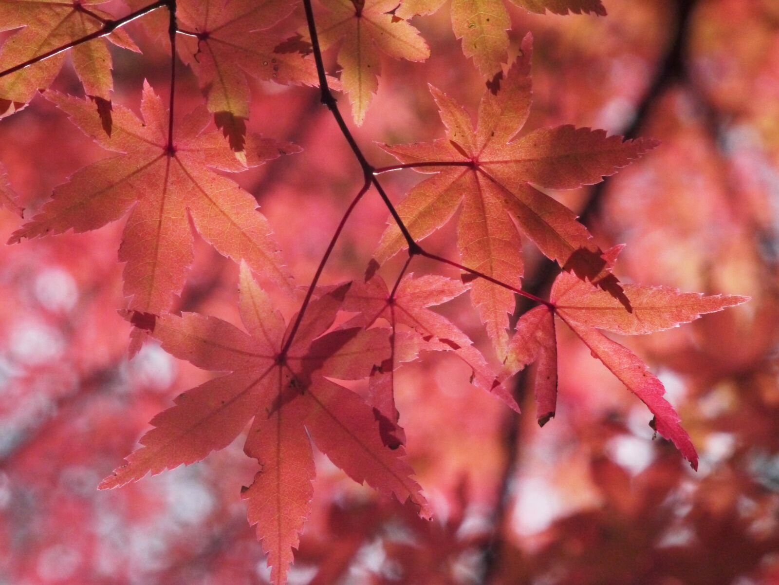Panasonic Lumix DMC-GX1 sample photo. Autumnal leaves, autumn, aomoriya photography