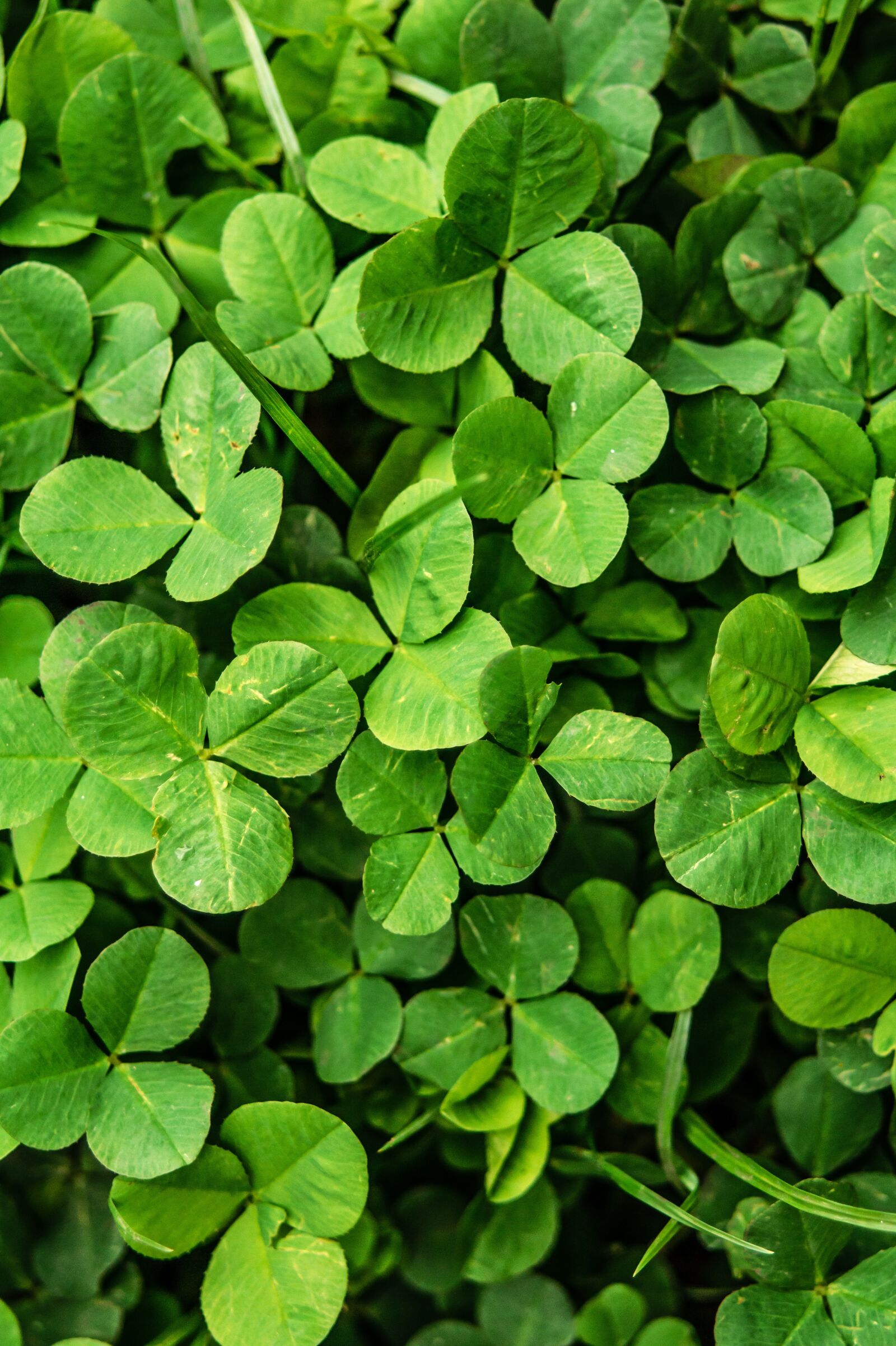 Sony Alpha DSLR-A450 sample photo. Greens, leaves, clover photography