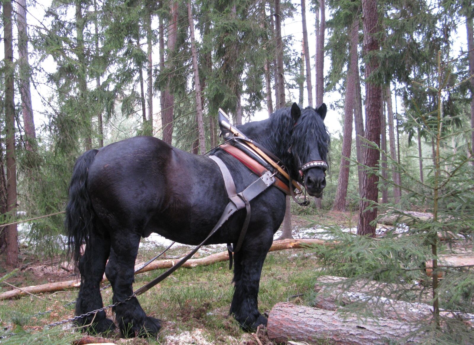 Canon POWERSHOT G9 sample photo. Horse, working in the photography