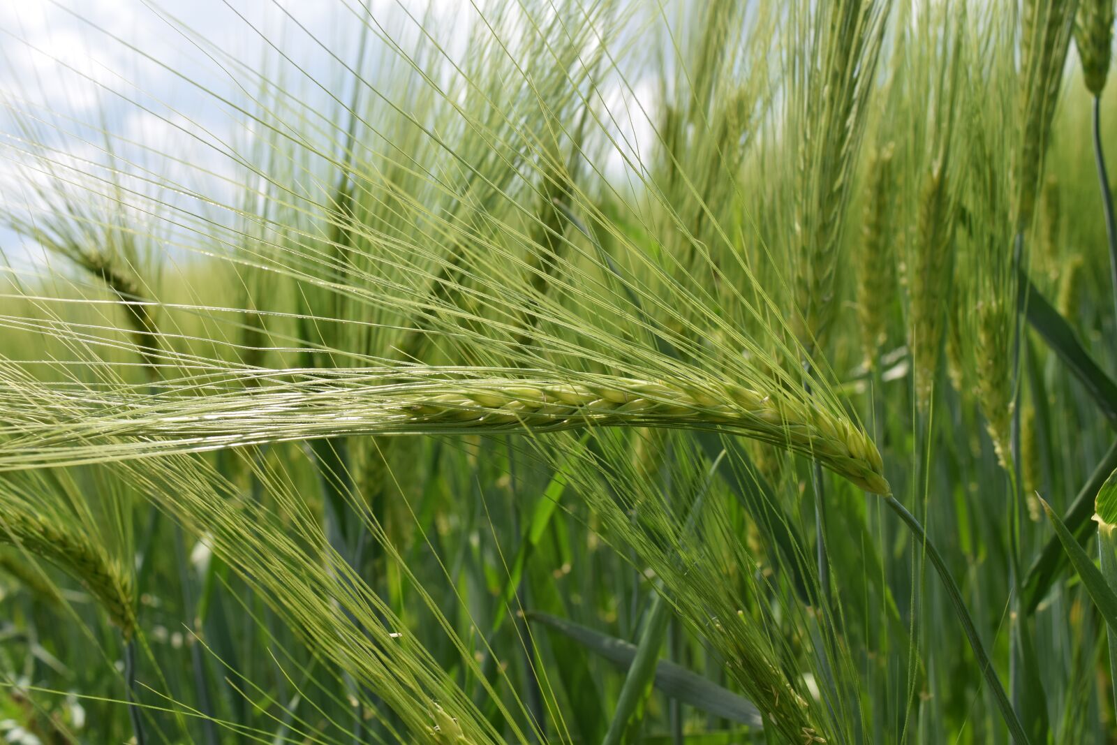 Nikon D3300 sample photo. Background, green, wheat photography
