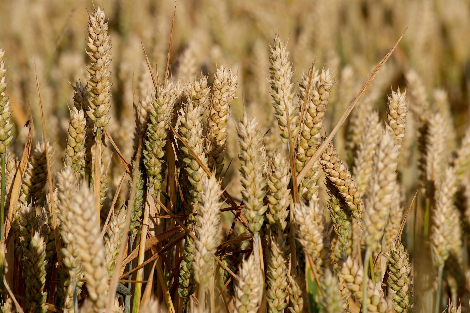 Sony Alpha DSLR-A350 sample photo. Field, grain, cereals photography