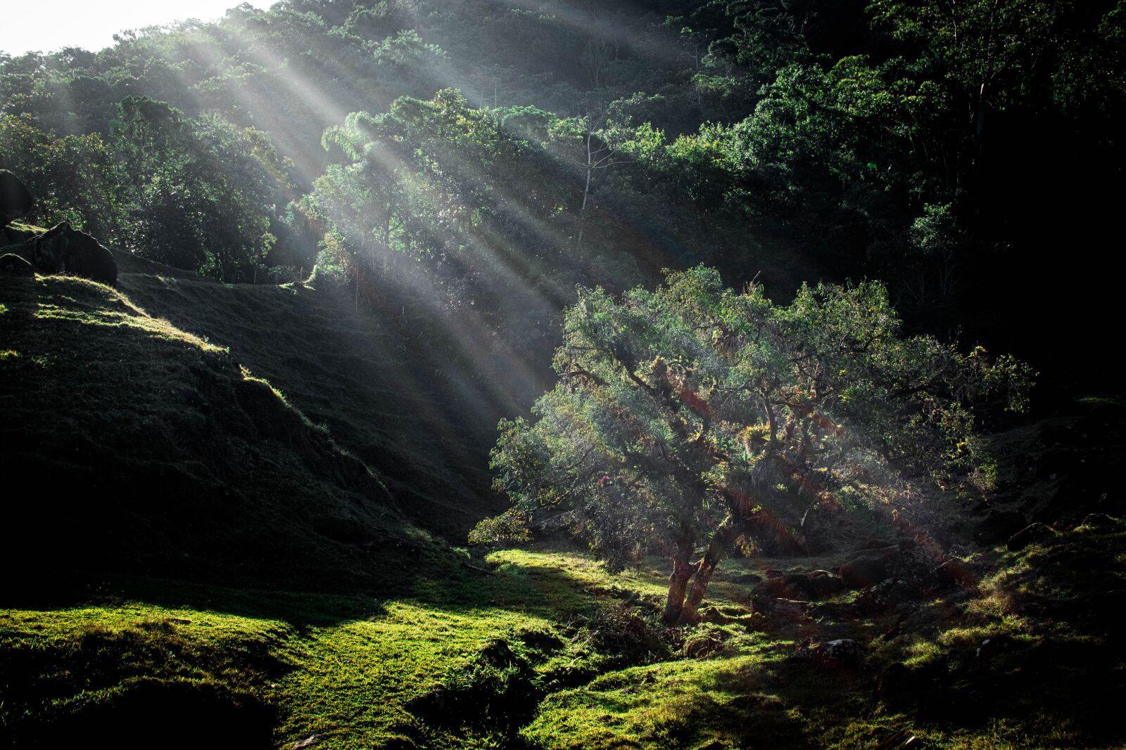Nikon D5600 sample photo. Sunlight, tree, green photography