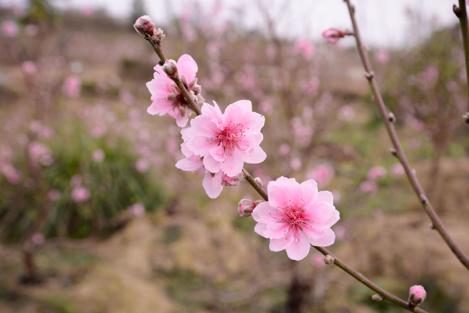Nikon D7100 sample photo. Peach, peach flower, flower photography