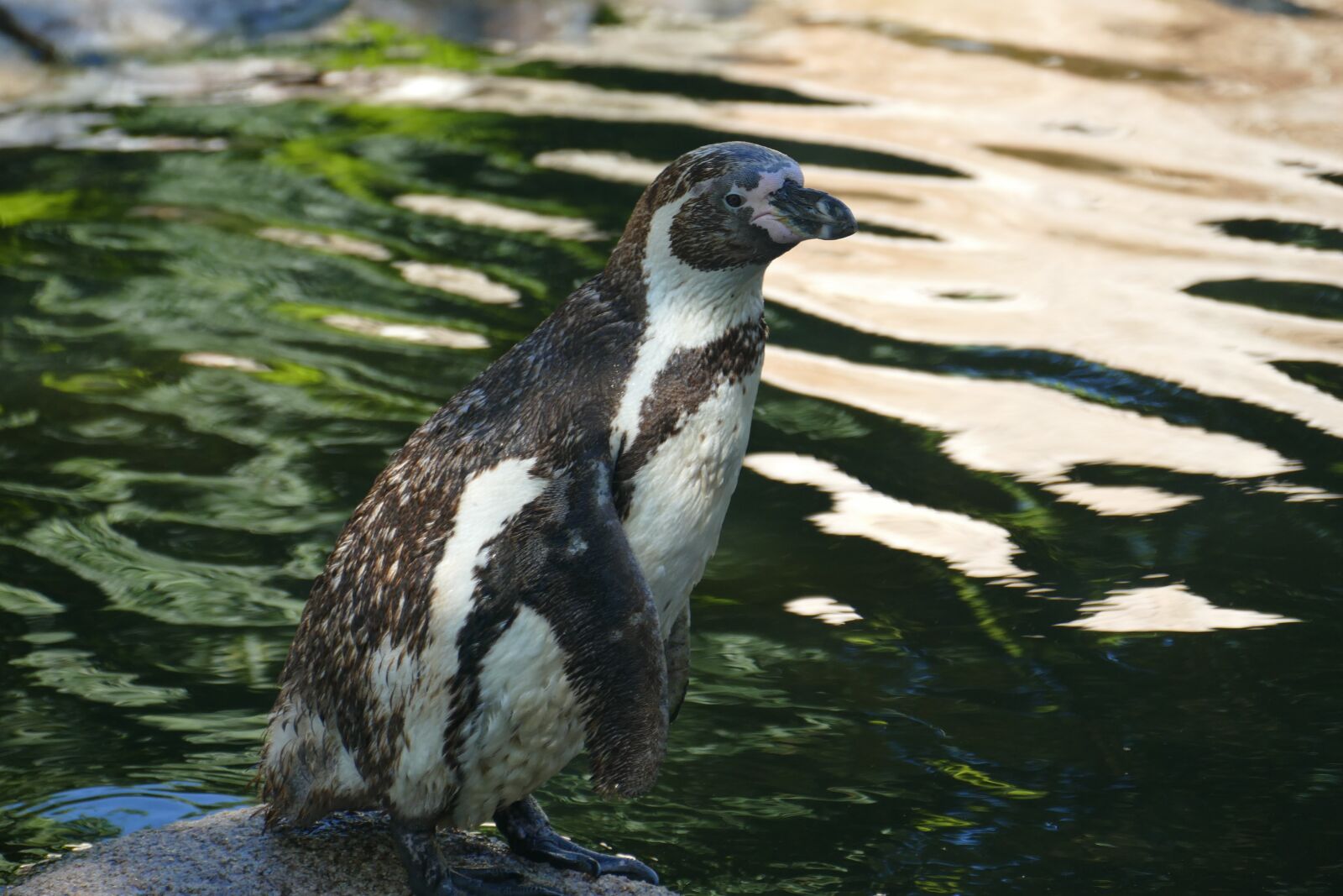 Panasonic Lumix DMC-FZ1000 sample photo. Penguin, animal, bird park photography