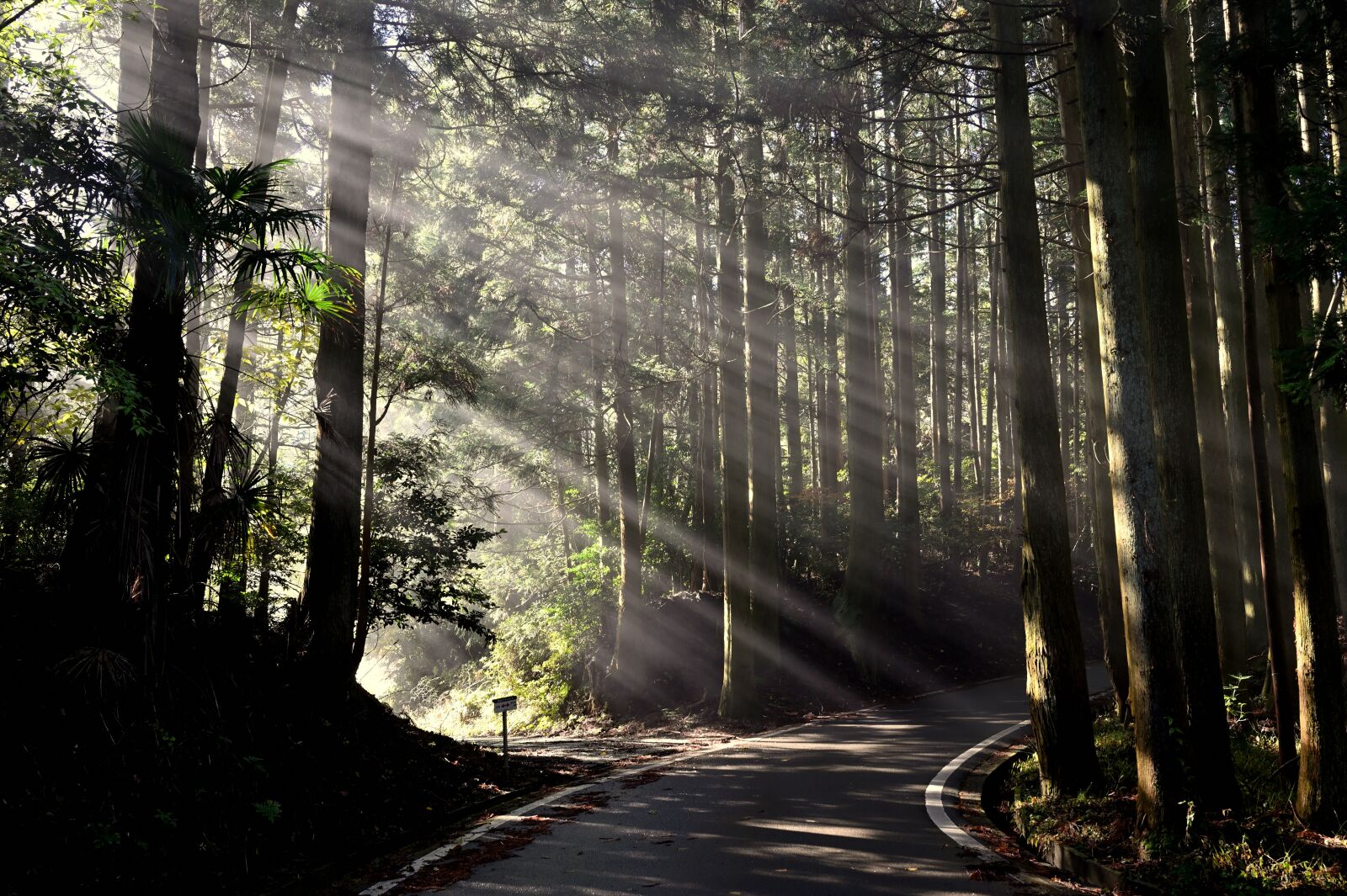 Nikon Nikkor Z 24-70mm F2.8 S sample photo. Woods, light, natural photography