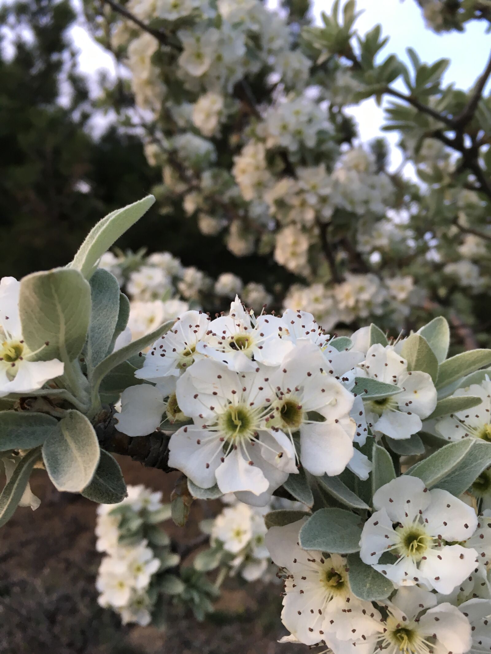 Apple iPhone 6s sample photo. Spring, primavera, pink flower photography