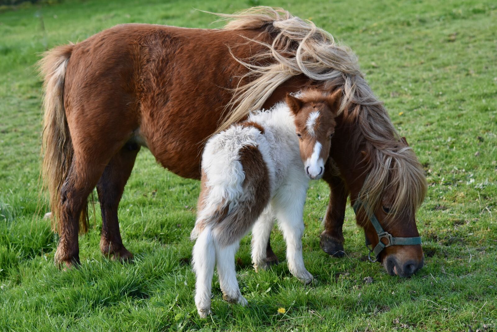 Nikon D5600 sample photo. Shetland pony, shetland pony photography