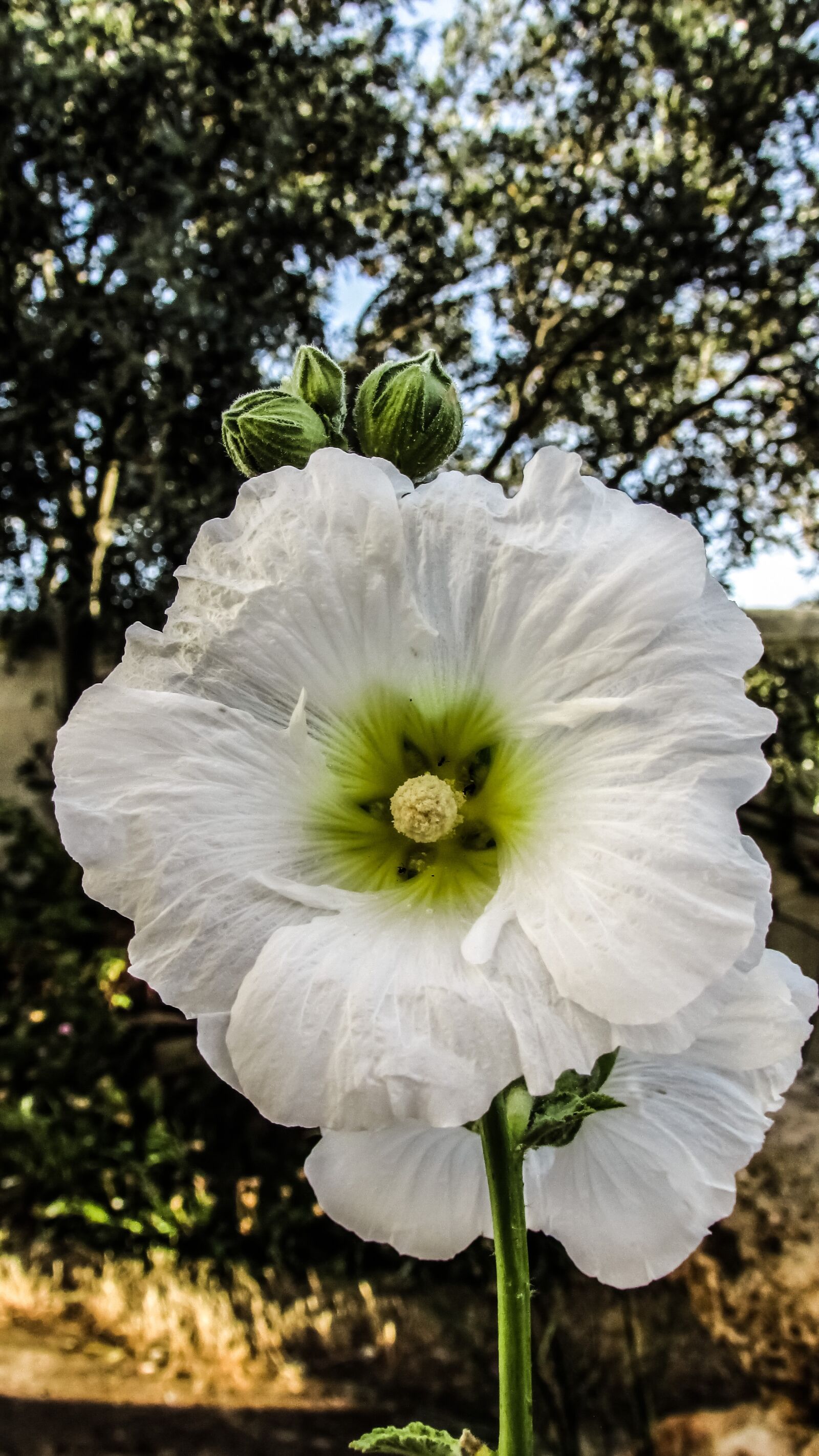 Canon PowerShot SX400 IS sample photo. Flower, white, garden photography