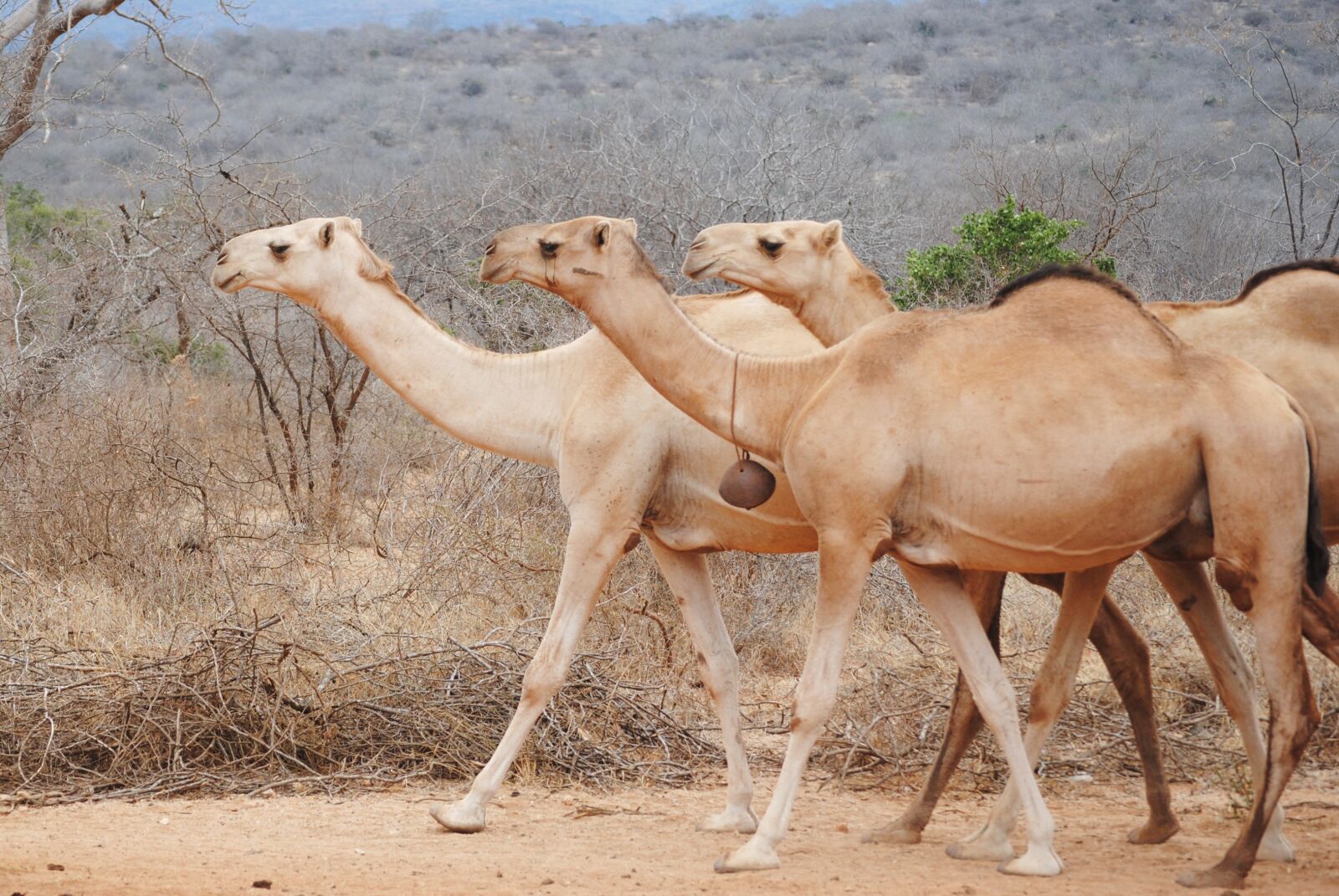 Nikon D3000 sample photo. Africa, kenya, camel photography