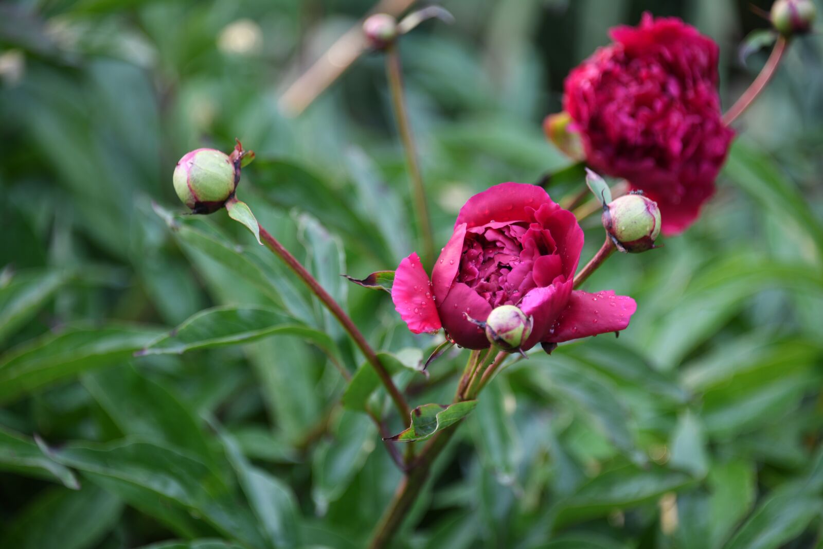Nikon D850 sample photo. Peony, flower, bloom photography