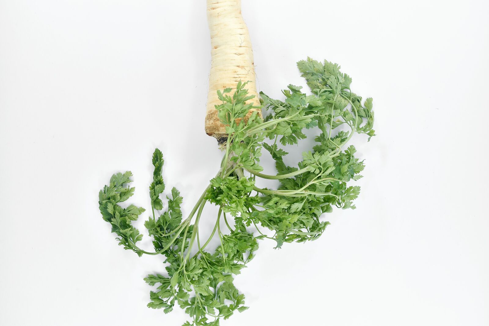 Nikon D5500 sample photo. Vegetable, parsley, leaf, herb photography
