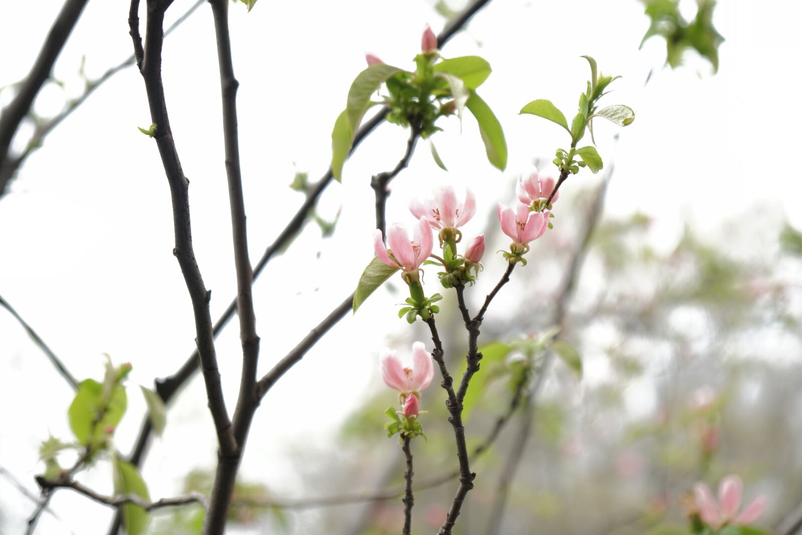 Sony a6500 + Sony Vario-Tessar T* E 16-70mm F4 ZA OSS sample photo. Flower, plant, spring photography
