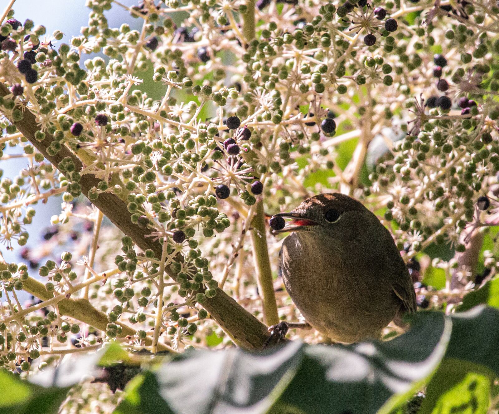 Canon EF-S 55-250mm F4-5.6 IS STM sample photo. Bird, berry, tree photography