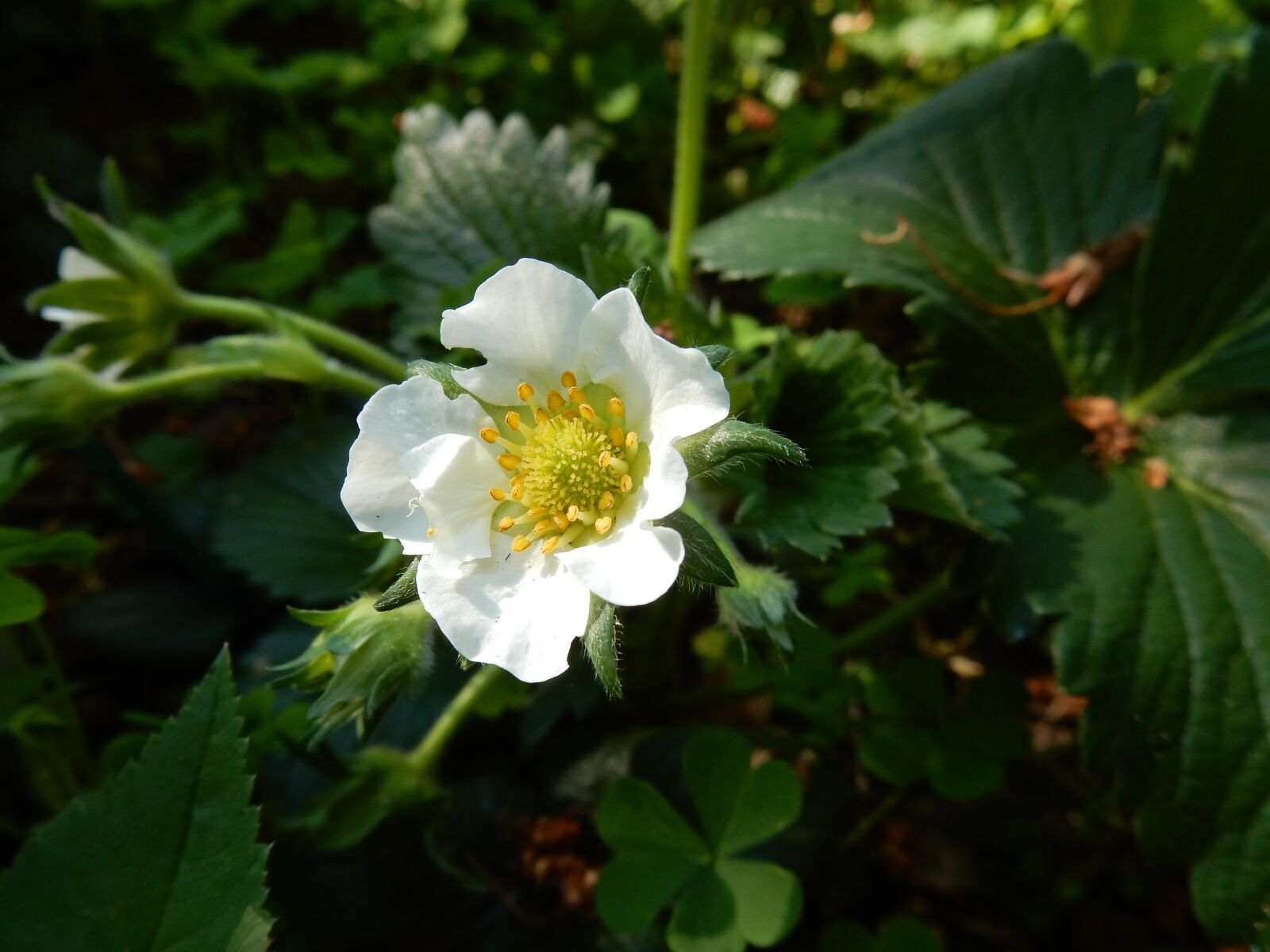 Nikon Coolpix S9900 sample photo. Strawberry, flower, white photography