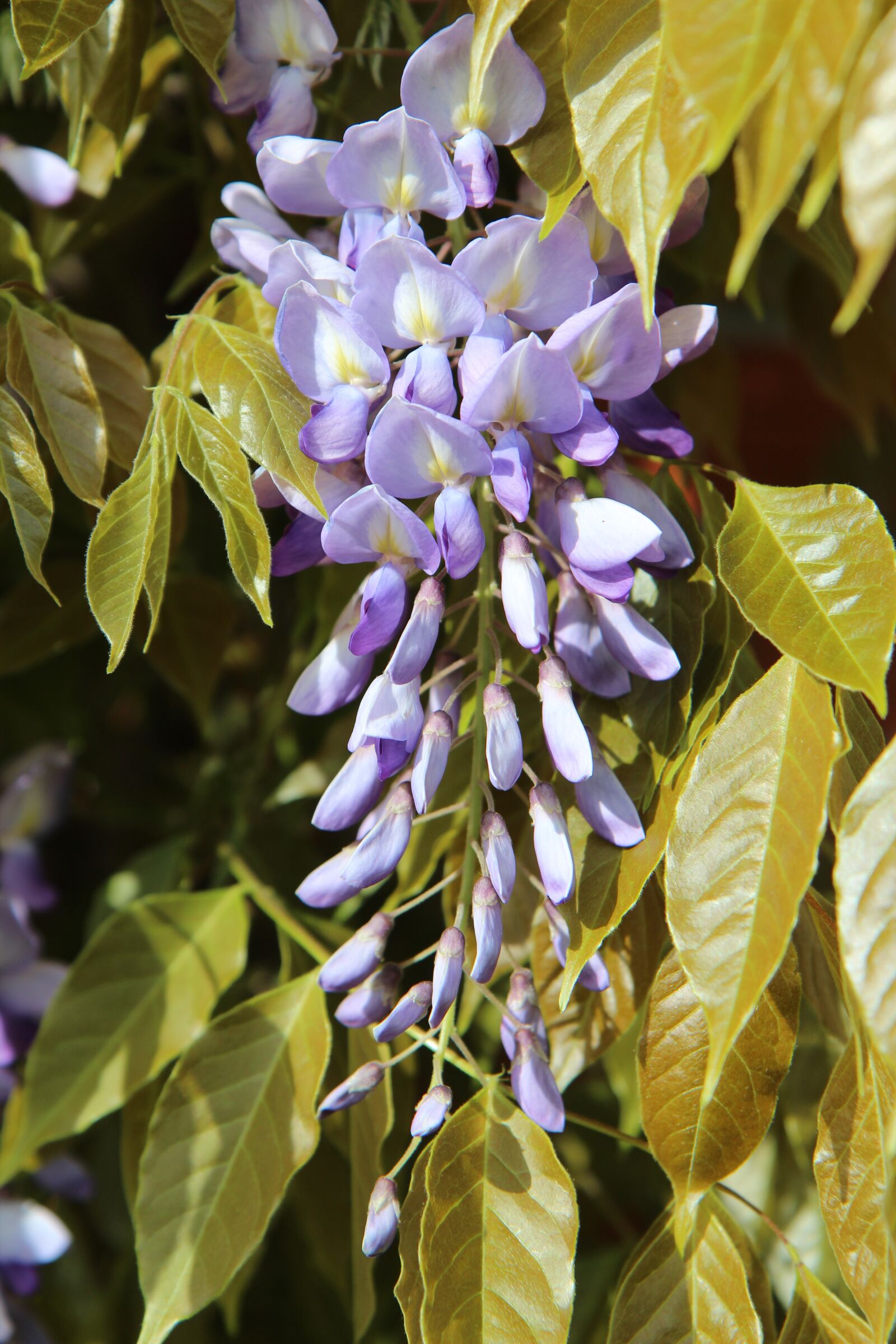 Canon EOS 600D (Rebel EOS T3i / EOS Kiss X5) sample photo. Glycine, spring, creeper photography