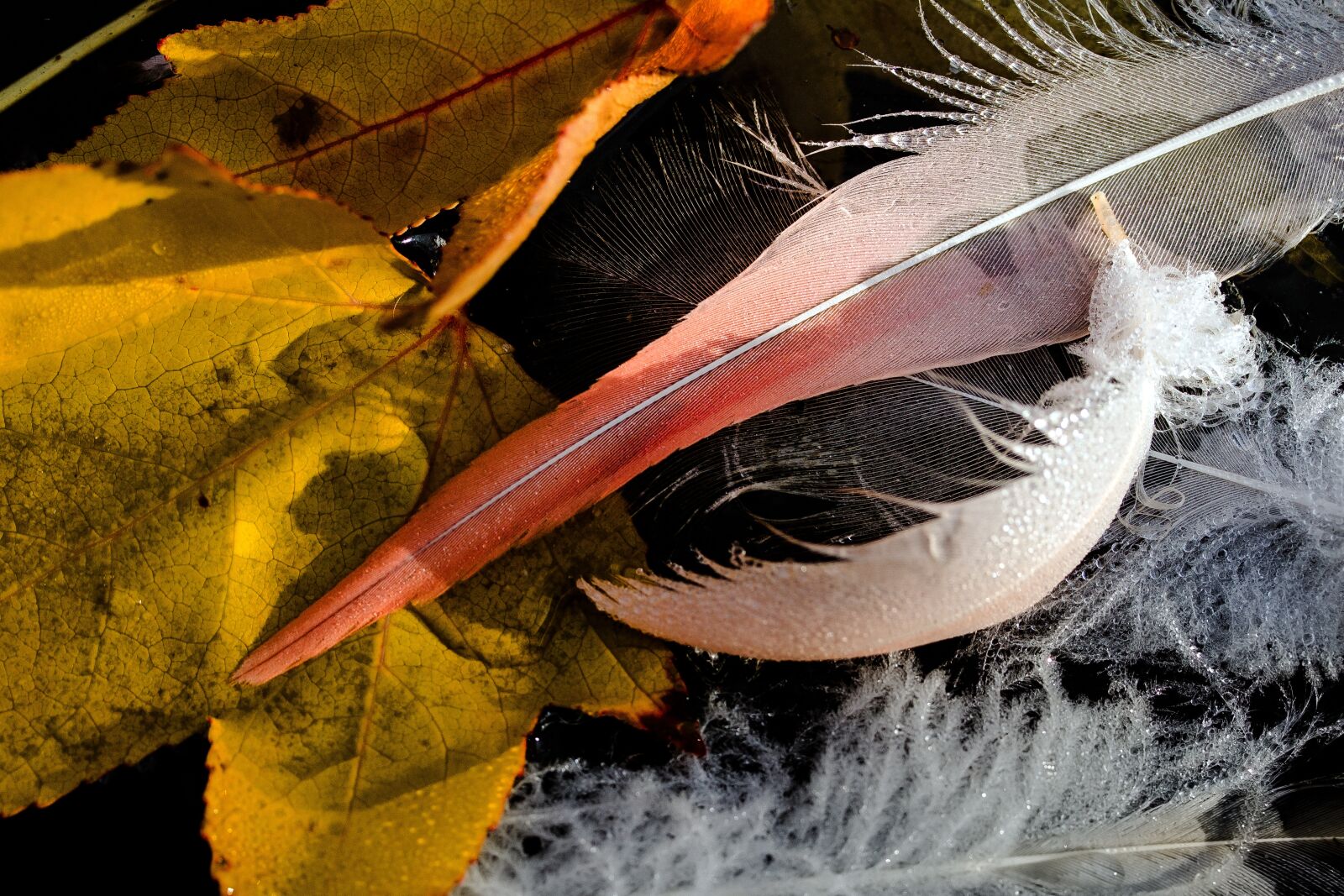 Canon EF-S 60mm F2.8 Macro USM sample photo. Feather, water, water surface photography
