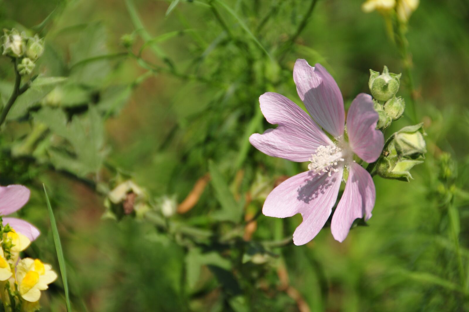 Nikon D300S sample photo. Flower, plant, sumer photography