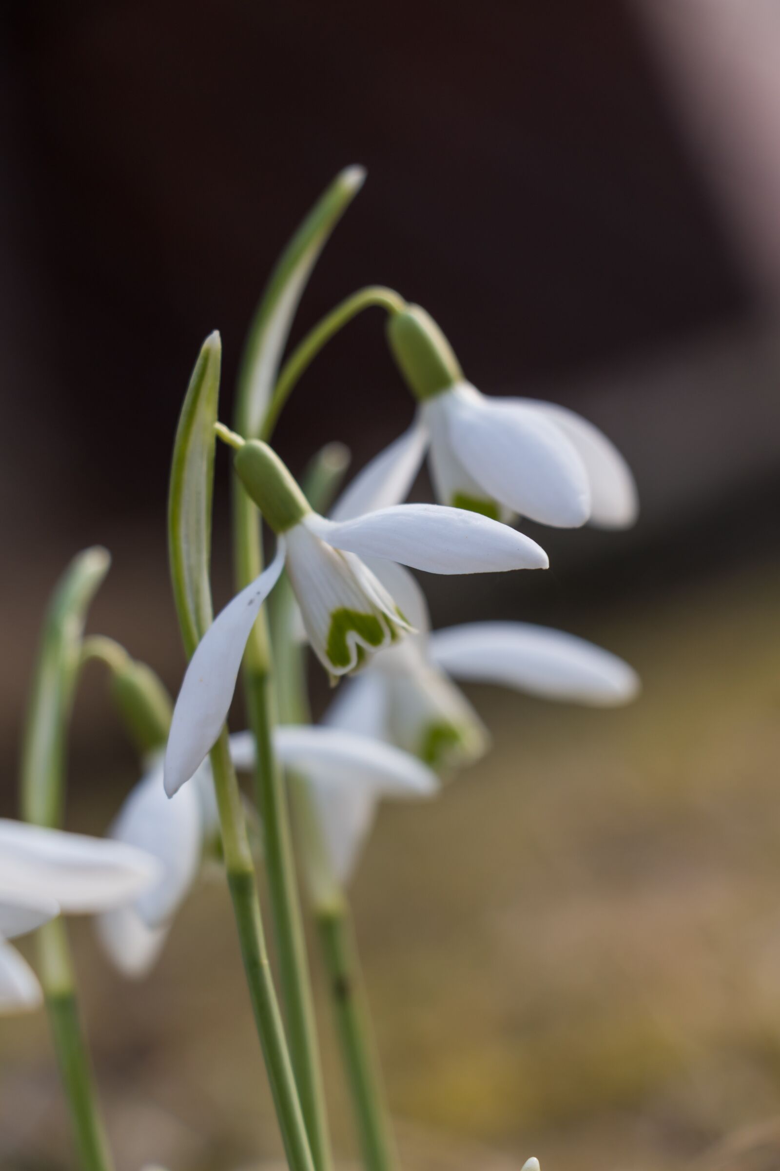 Canon EOS 70D sample photo. Snowdrop, early bloomer, signs photography