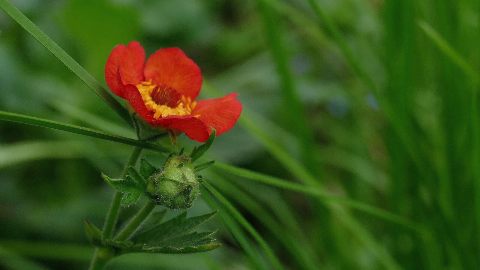 Panasonic Lumix DMC-FZ1000 sample photo. Avens, garden, nature photography