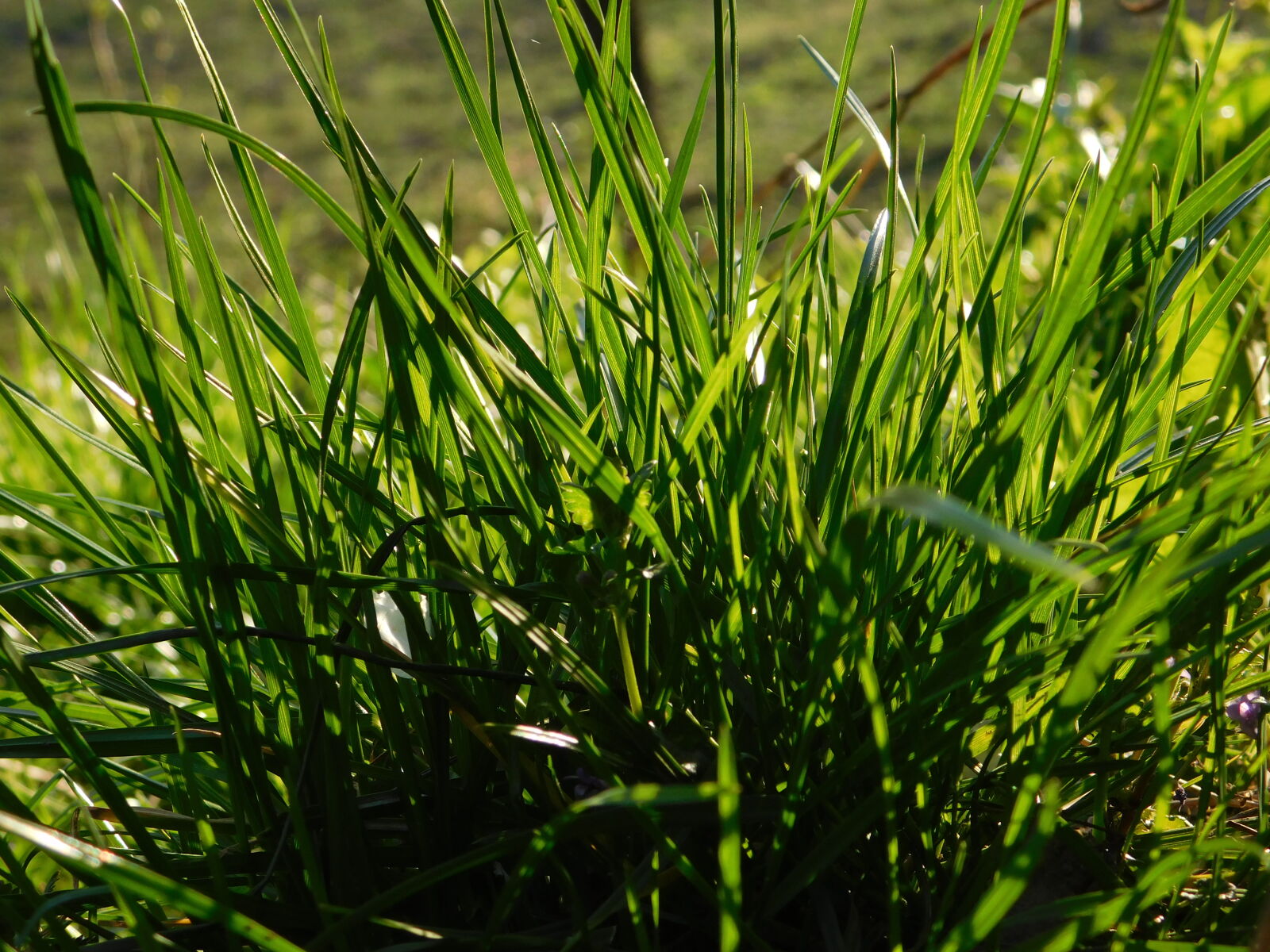 Nikon Coolpix L840 sample photo