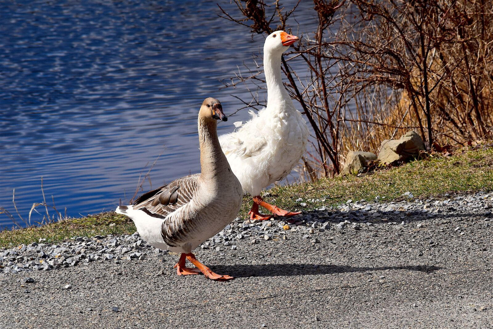 Nikon D3300 sample photo. Geese, pond, walking photography