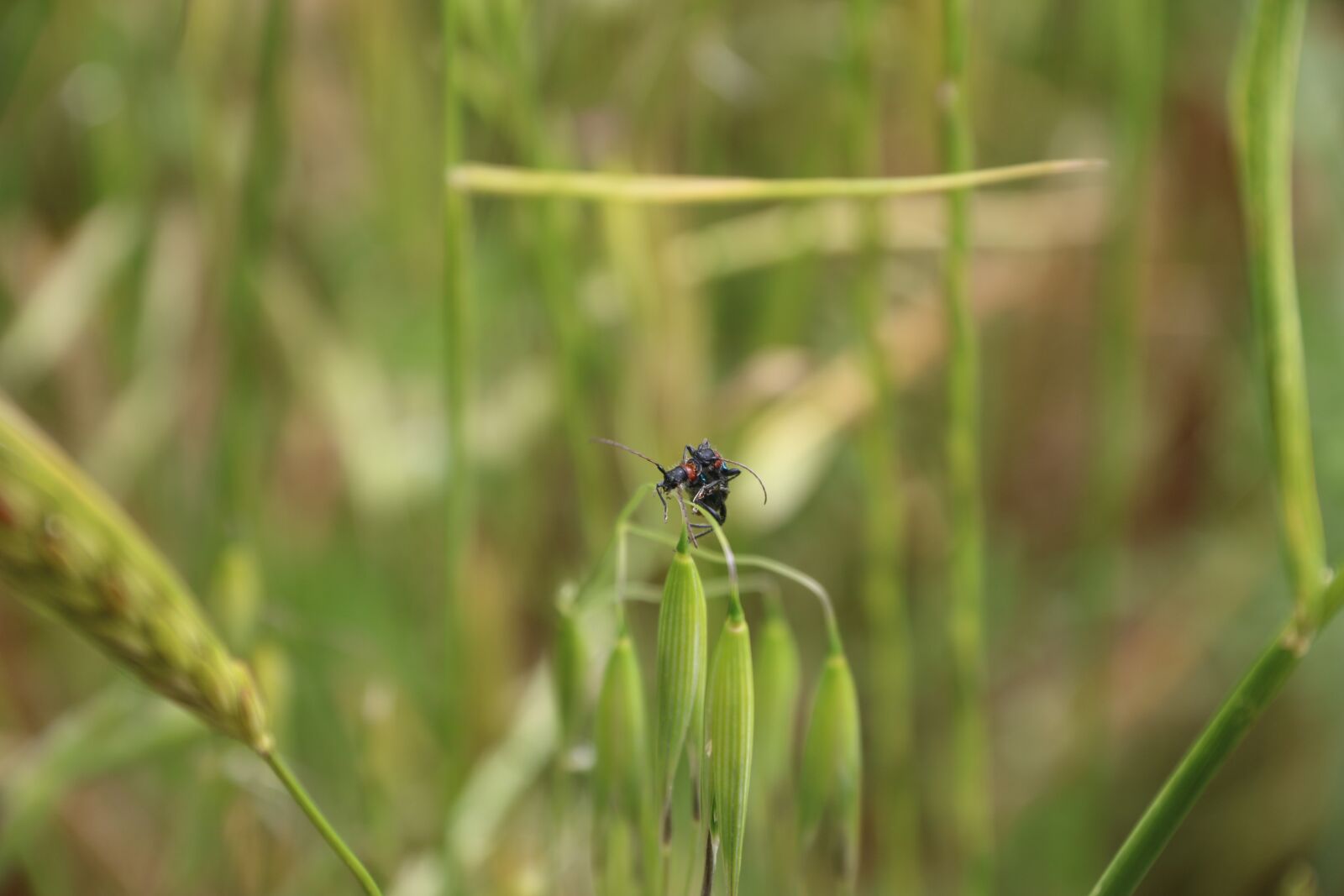 Canon EF-S 18-135mm F3.5-5.6 IS sample photo. Flower, plant, nature photography