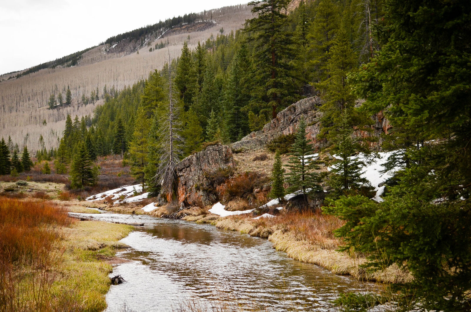 Nikon D7000 + Nikon AF-S DX Nikkor 35mm F1.8G sample photo. Colorado, trees photography