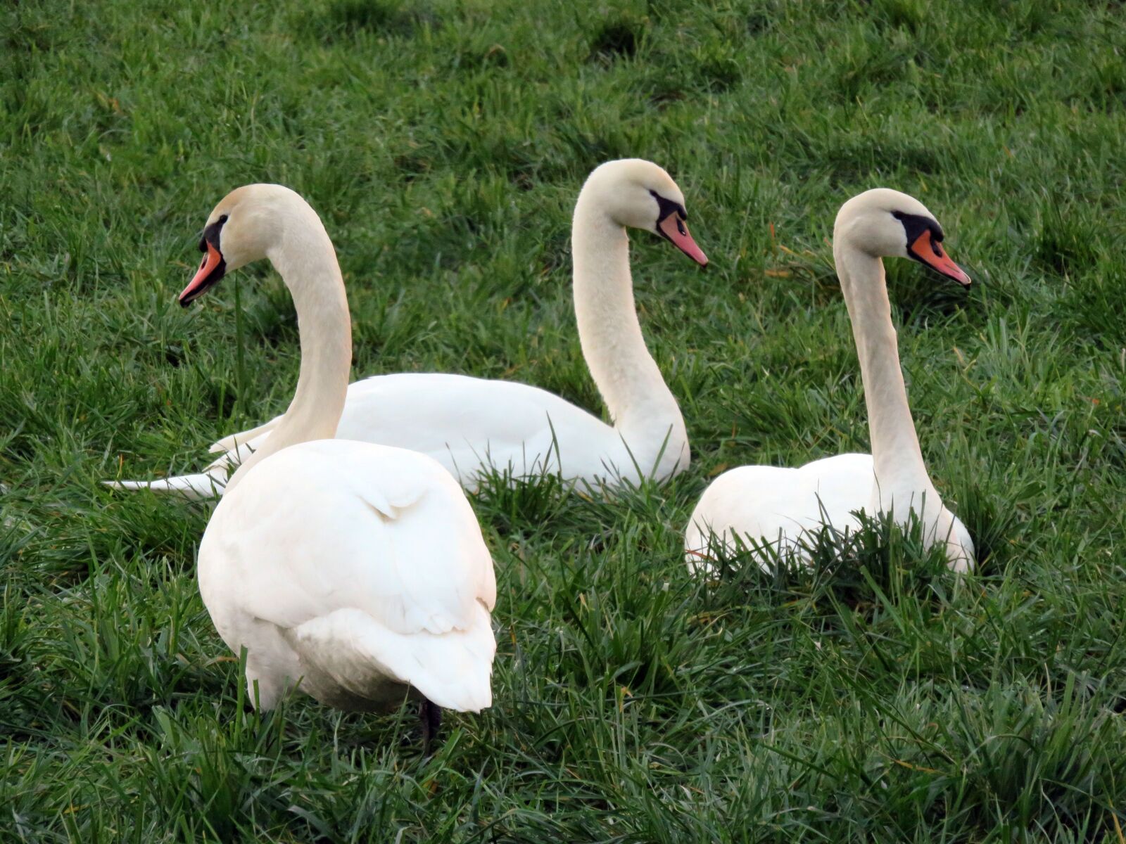 Canon PowerShot SX700 HS sample photo. Swan, mute swan, meadow photography