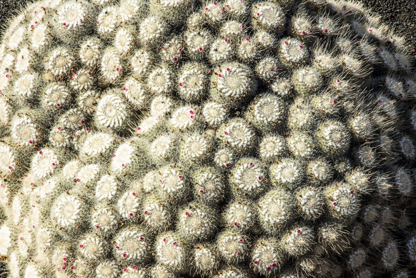 Canon EOS 650D (EOS Rebel T4i / EOS Kiss X6i) sample photo. Cactus, lanzarote, canary photography