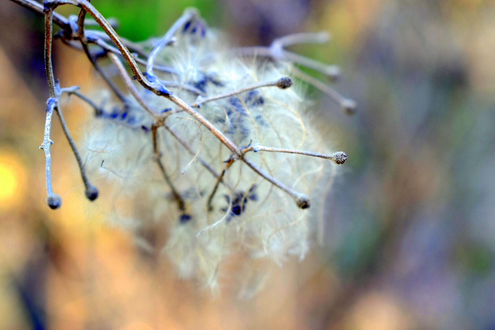 Nikon D3300 sample photo. A branch, tree, flora photography