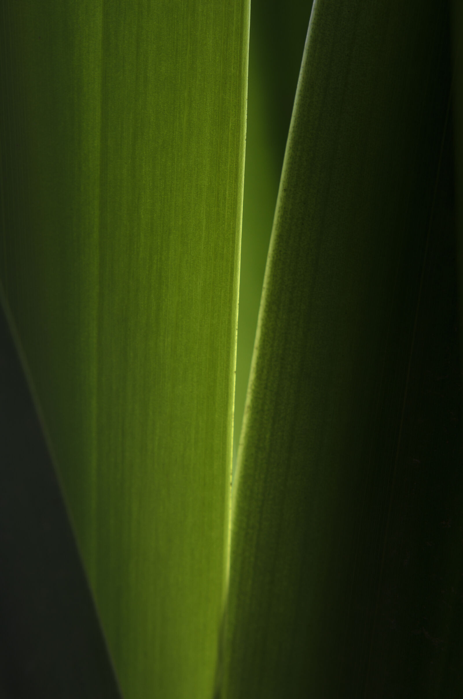 Nikon D7000 + Nikon AF-S Nikkor 50mm F1.8G sample photo. Abstract, abstrato, background, brazilian photography