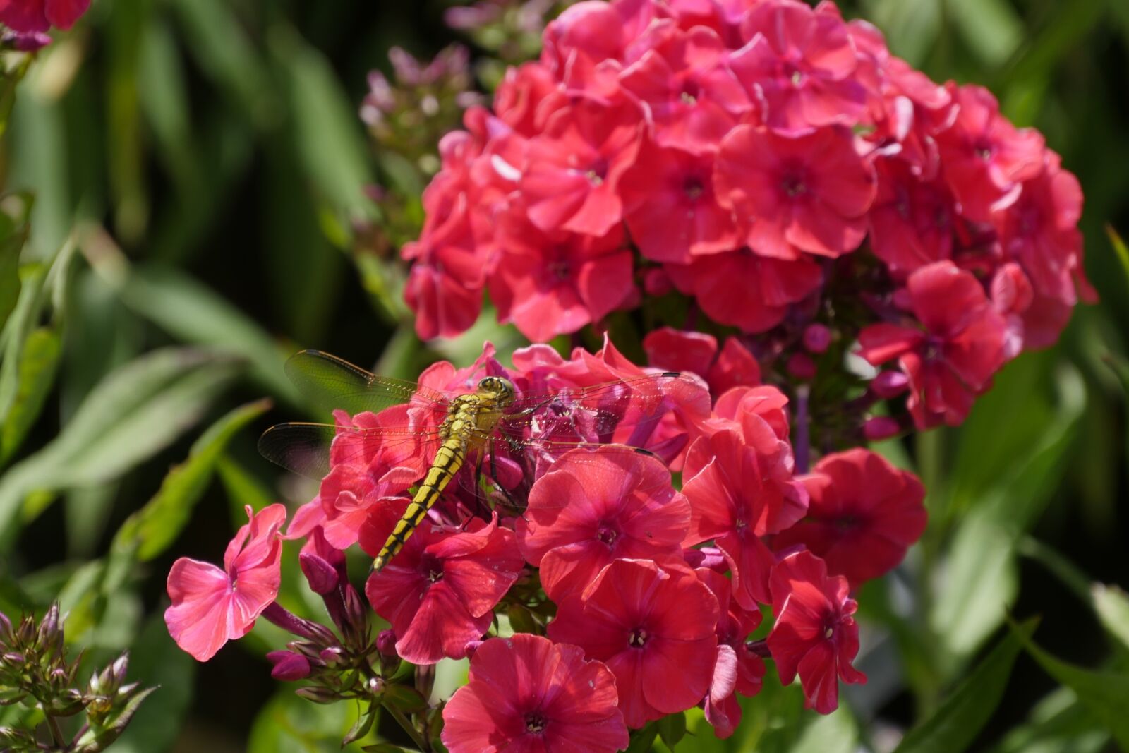 Panasonic Lumix DMC-GH4 sample photo. Dragonfly, flowers, nature photography