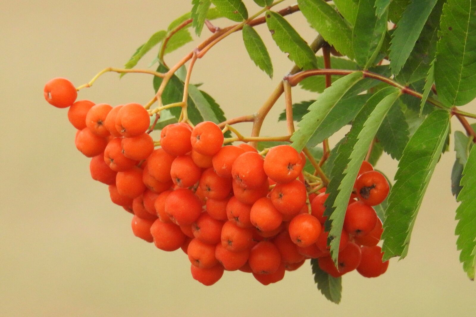Nikon Coolpix P900 sample photo. Mountain ash, fruits, berries photography