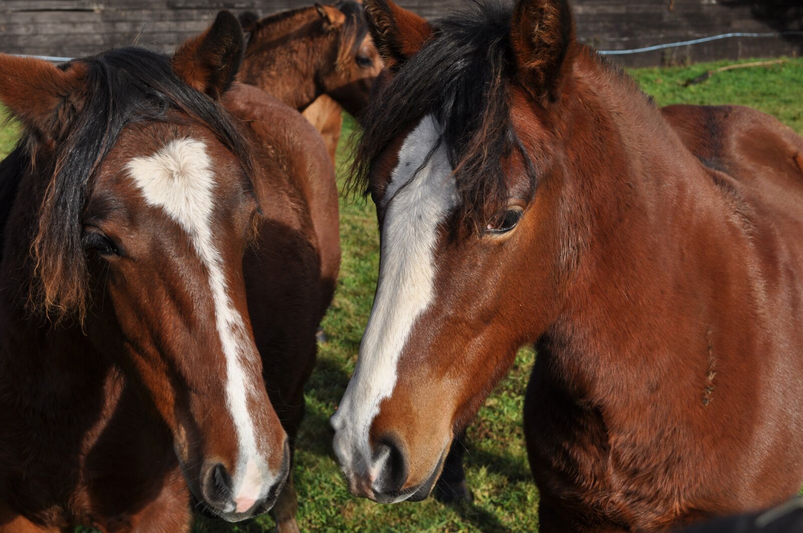 Nikon D5000 sample photo. Horses, animals, nature photography