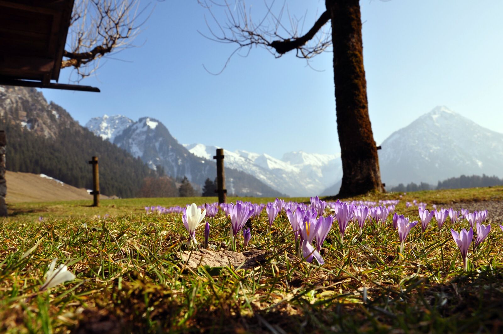 Nikon D90 sample photo. Crocus, purple, mountains photography