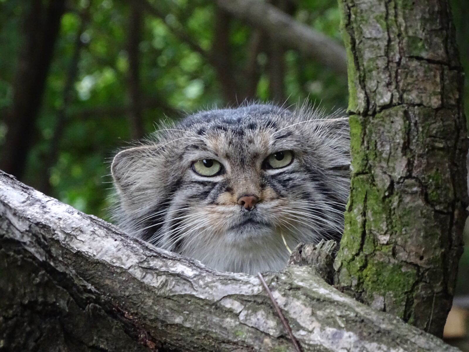 Sony Cyber-shot DSC-HX400V sample photo. A wild cat, zoo photography