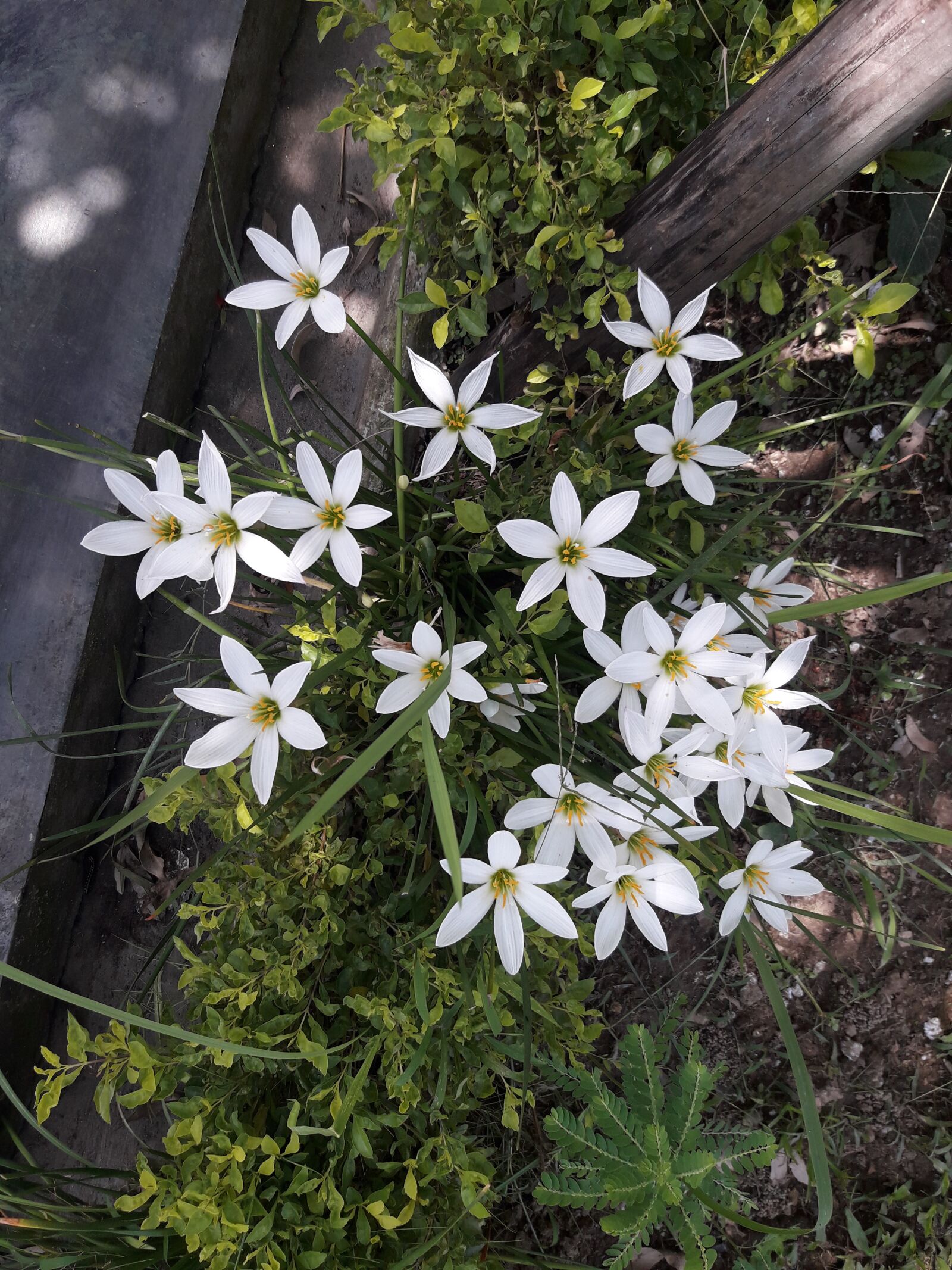 Samsung Galaxy J7 Neo sample photo. White lily, flower, greenery photography