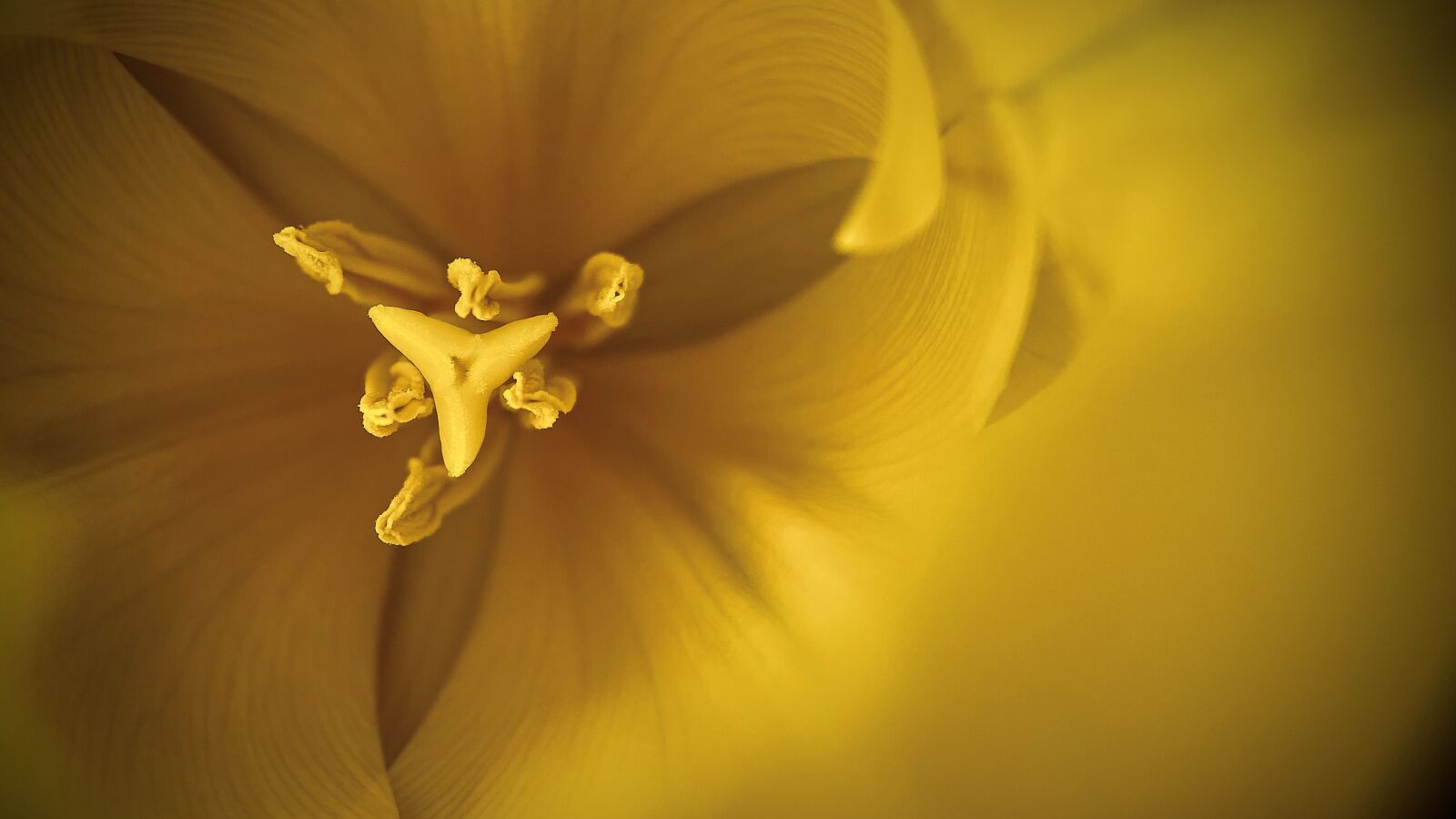Apple iPhone 11 Pro Max sample photo. Tulip, flower, nature photography
