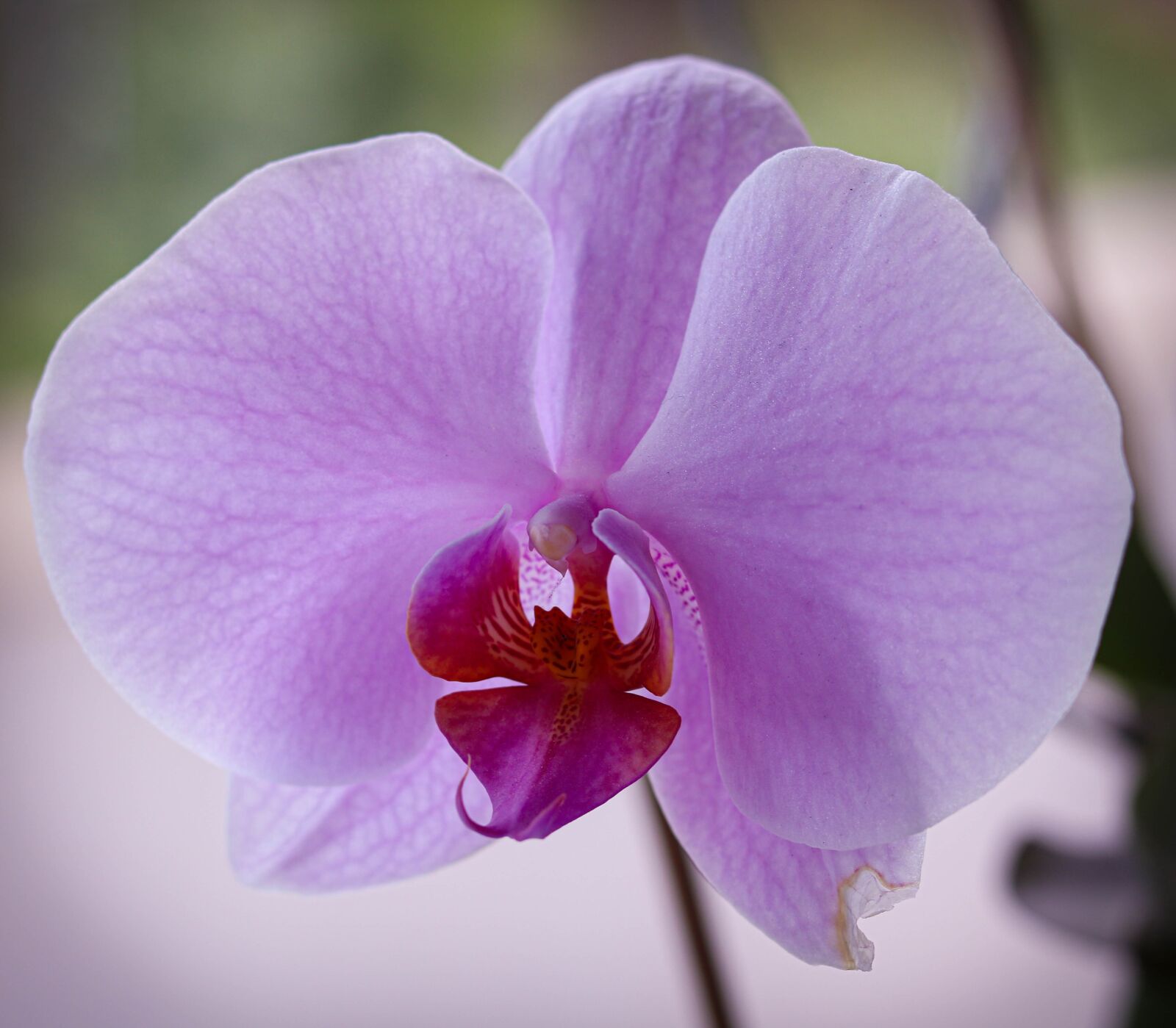 Canon EOS 750D (EOS Rebel T6i / EOS Kiss X8i) sample photo. Flower, nature, pink flowers photography